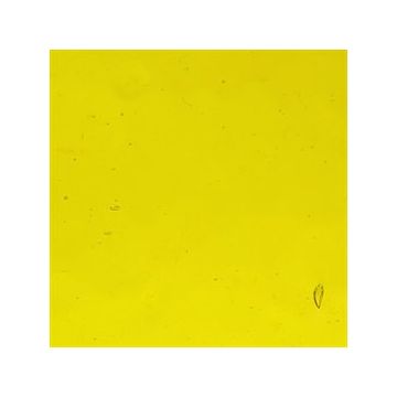 Corella 31