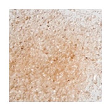 F3 5911-96sf champagne  transparent